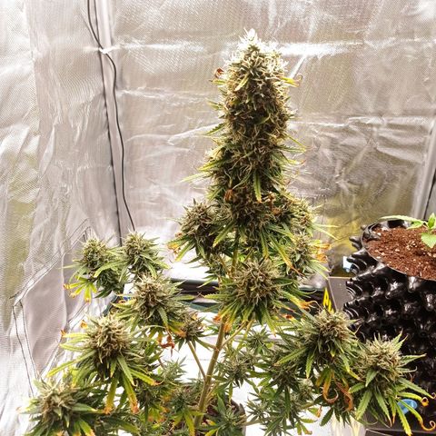Low Afghan  growlog timeline photo