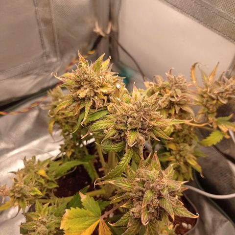 Strawberry Cake growlog timeline photo