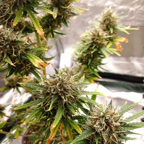 Low Afghan  growlog timeline photo