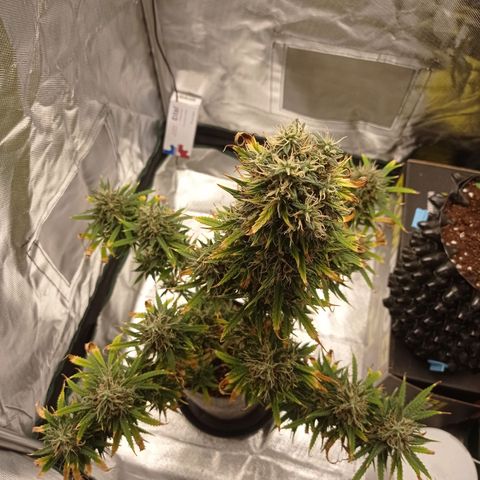 Low Afghan  growlog timeline photo