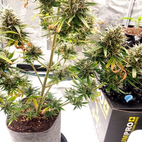 Low Afghan  growlog timeline photo