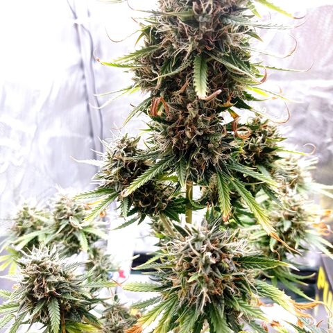 Low Afghan  growlog timeline photo