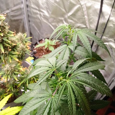 Mavis growlog timeline photo