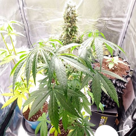 Mavis growlog timeline photo