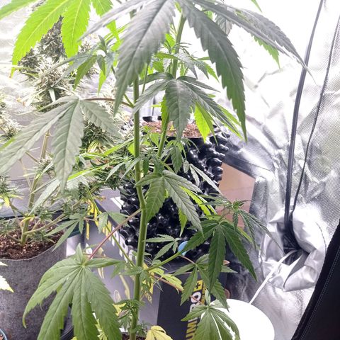 Mavis growlog timeline photo