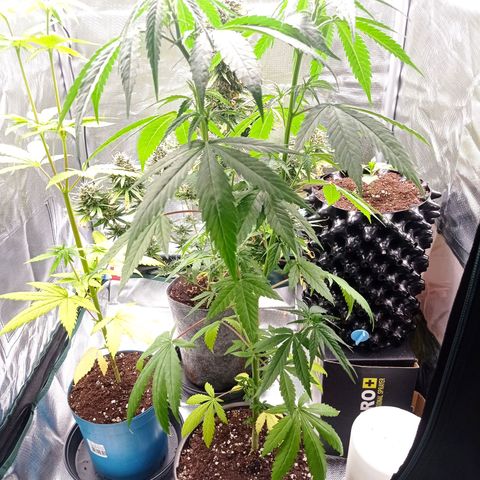 Mavis growlog timeline photo