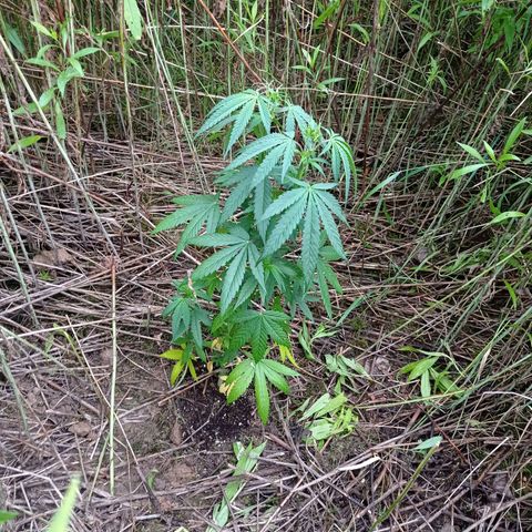 Mavis growlog timeline photo