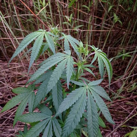 Mavis growlog timeline photo