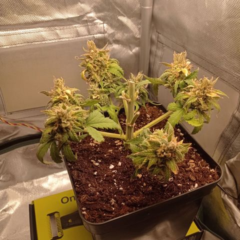 Strawberry Cake growlog timeline photo