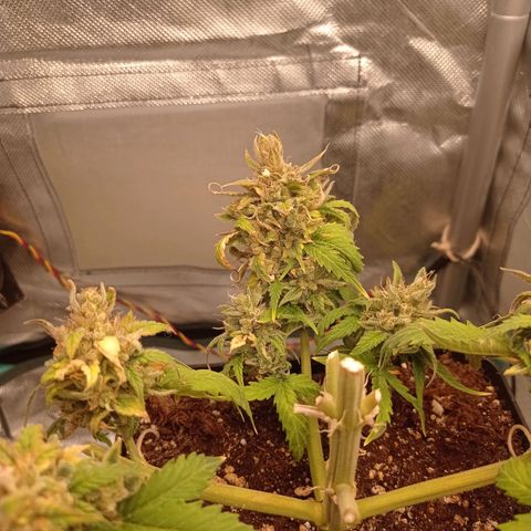 Strawberry Cake growlog timeline photo