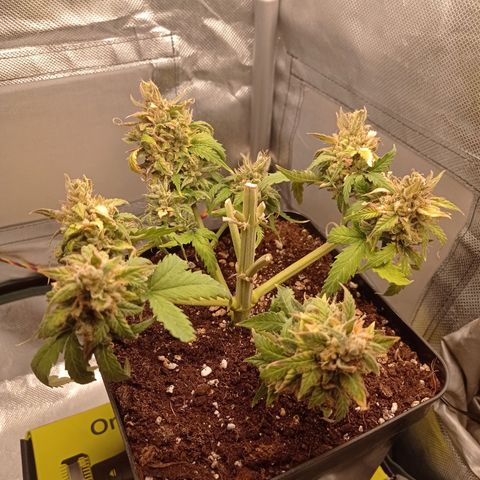 Strawberry Cake growlog timeline photo