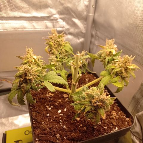 Strawberry Cake growlog timeline photo