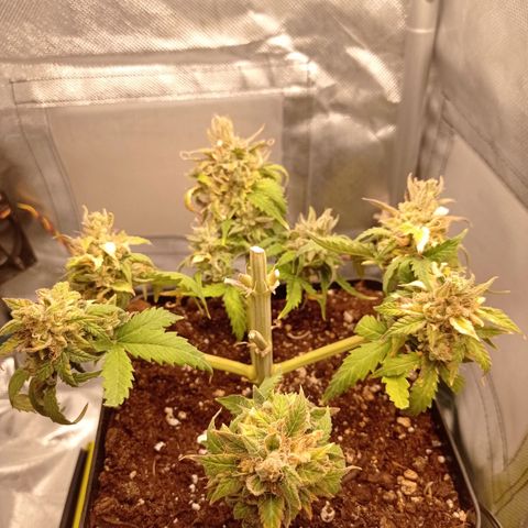 Strawberry Cake growlog timeline photo