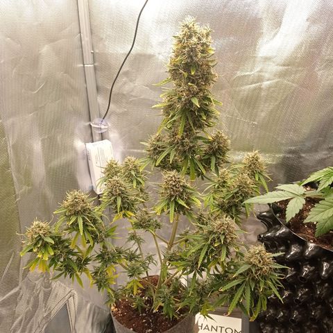 Low Afghan  growlog timeline photo