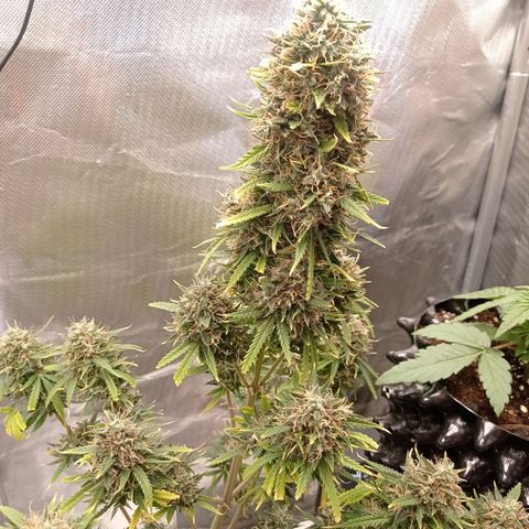 Low Afghan  growlog timeline photo