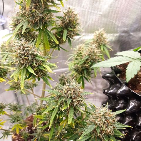 Low Afghan  growlog timeline photo