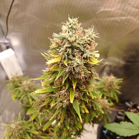 Low Afghan  growlog timeline photo