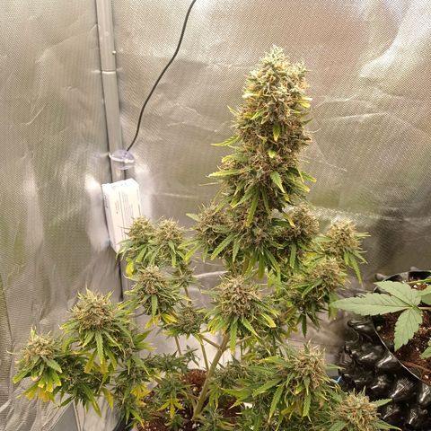 Low Afghan  growlog timeline photo