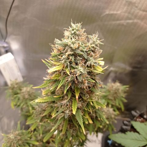 Low Afghan  growlog timeline photo
