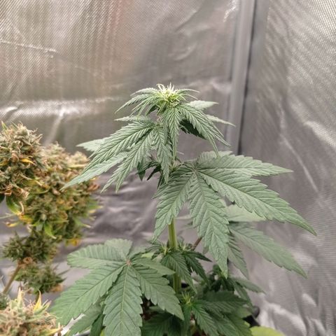 Somango Glue growlog timeline photo