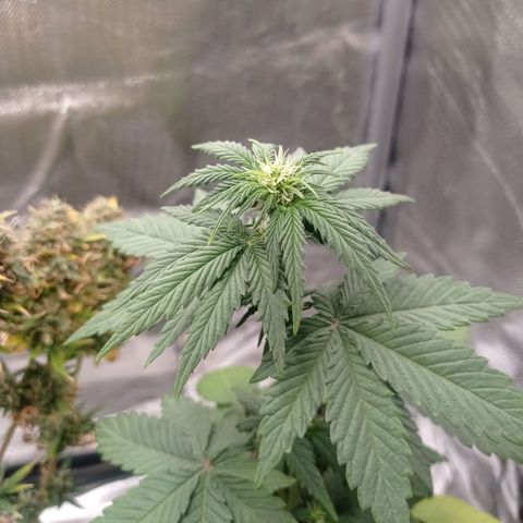 Somango Glue growlog timeline photo