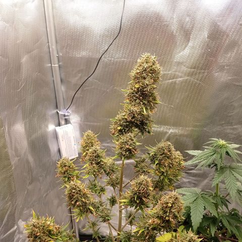 Low Afghan  growlog timeline photo