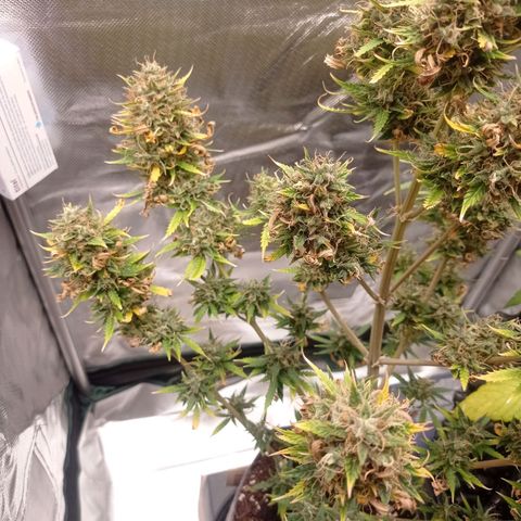Low Afghan  growlog photo: - 1 bud