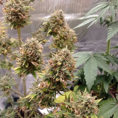 Low Afghan  growlog photo: - 1 bud