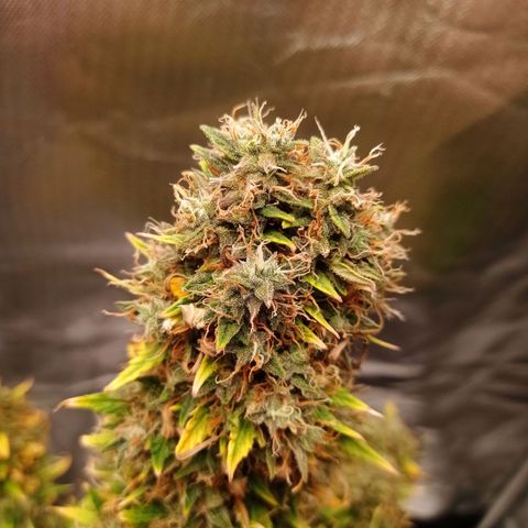 Low Afghan  growlog photo: - 1 bud