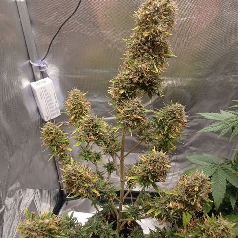 Low Afghan  growlog photo: - 1 bud