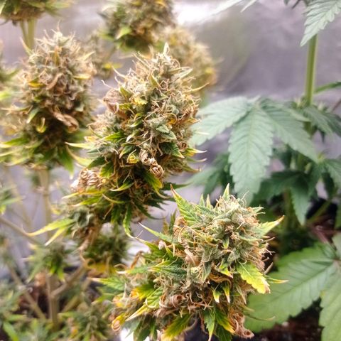 Low Afghan  growlog photo: - 1 bud