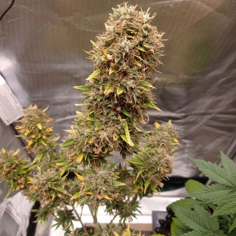 Low Afghan  growlog photo: - 1 bud