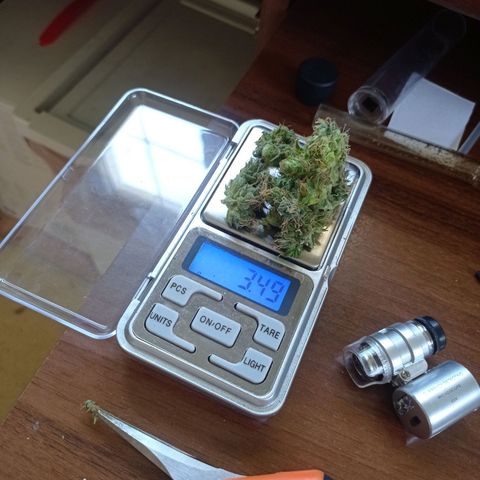 Low Afghan  growlog photo: -2