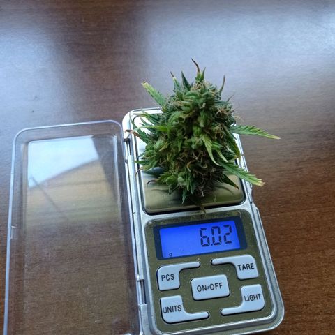 Low Afghan  growlog photo: -2