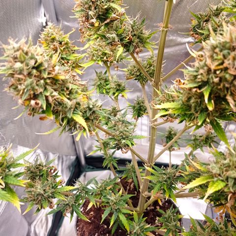 Low Afghan  growlog timeline photo