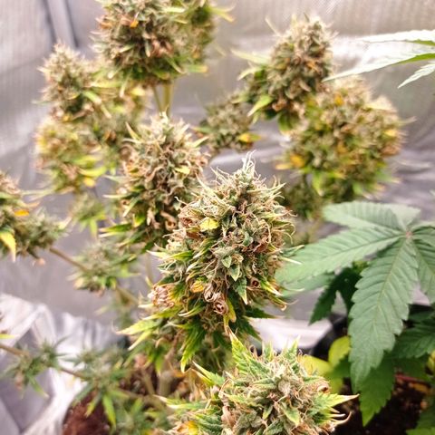 Low Afghan  growlog timeline photo