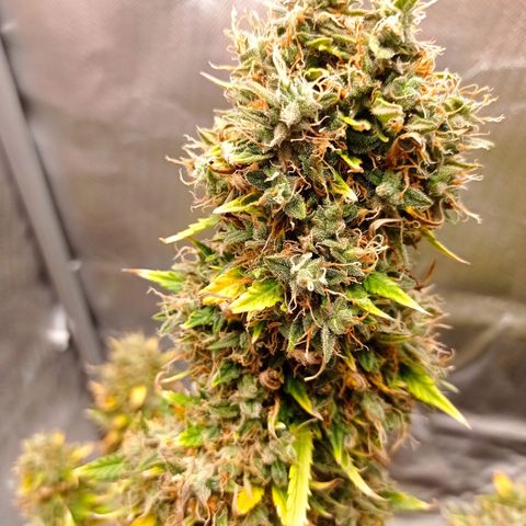 Low Afghan  growlog timeline photo