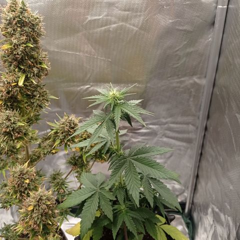 Somango Glue growlog timeline photo
