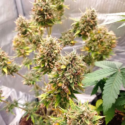 Low Afghan  growlog timeline photo