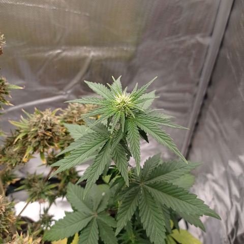Somango Glue growlog timeline photo