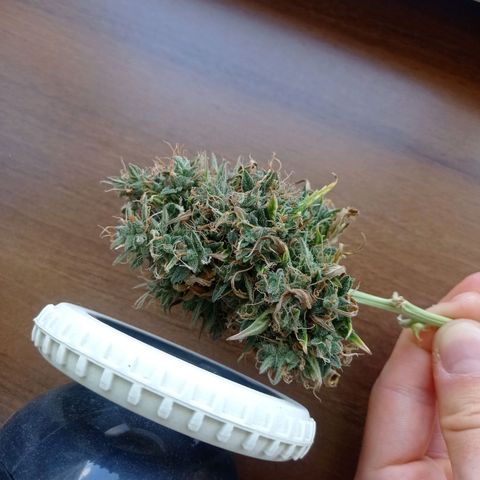 Low Afghan  growlog timeline photo