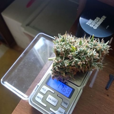 Low Afghan  growlog timeline photo