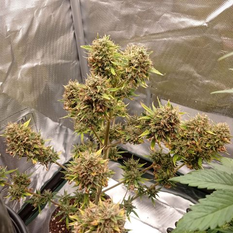Low Afghan  growlog timeline photo