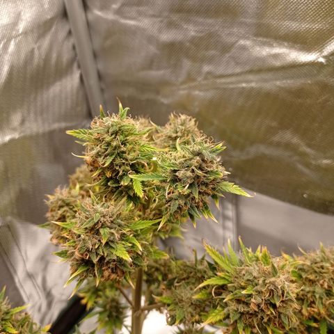 Low Afghan  growlog timeline photo