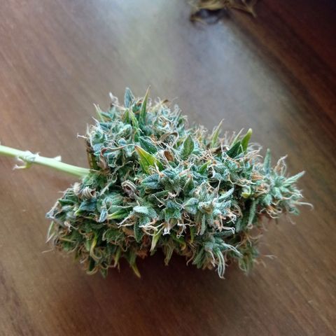 Low Afghan  growlog timeline photo