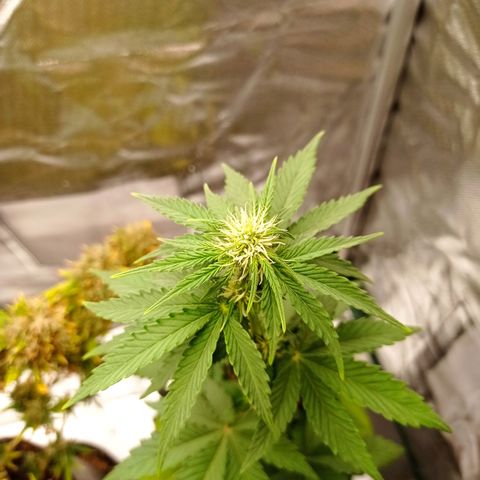 Somango Glue growlog timeline photo