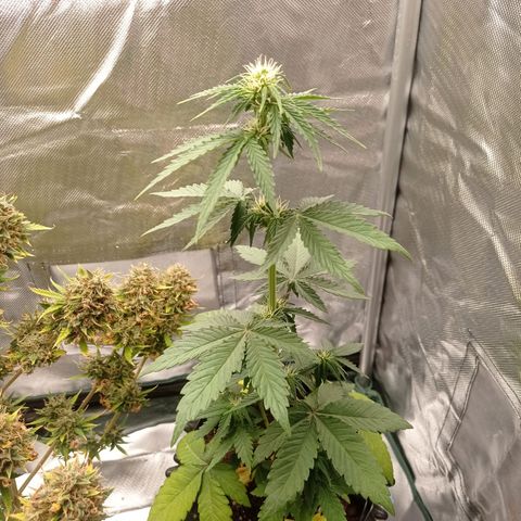 Somango Glue growlog timeline photo