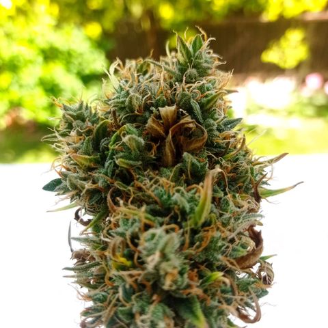 Low Afghan  growlog timeline photo