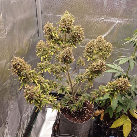 Low Afghan  growlog timeline photo