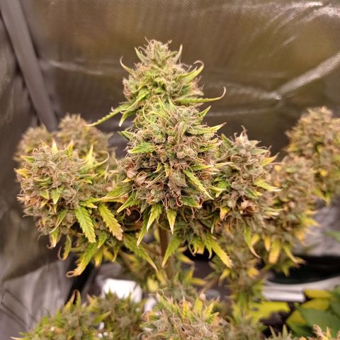 Low Afghan  growlog photo: Top max 3ml/l pierwszy raz